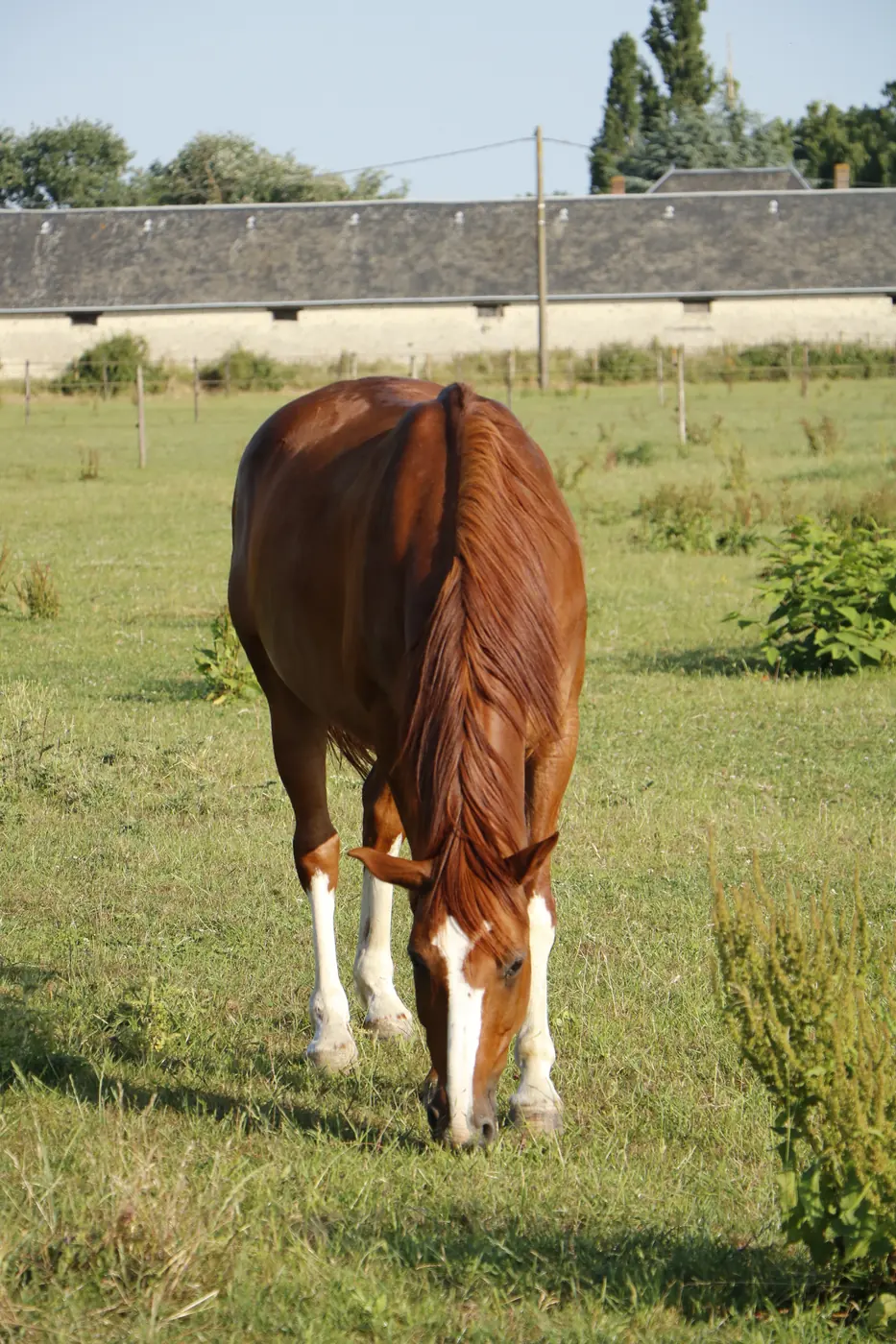 Cheval dans le pré de l’Écurie de Giroudet, face aux maisons