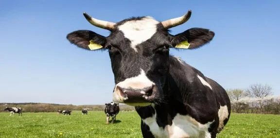 Vache au pré de la Bergerie nationale