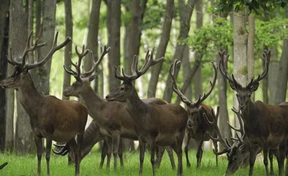 Cerfs dans la forêt de Rambouillet