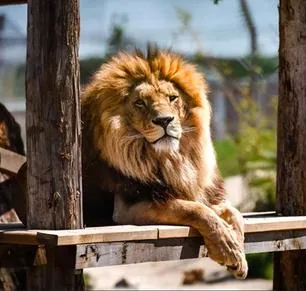 Lion recueilli à La Tanière