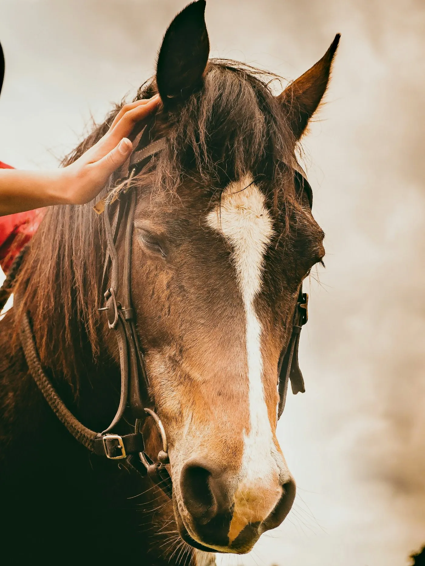 Portrait d’un cheval